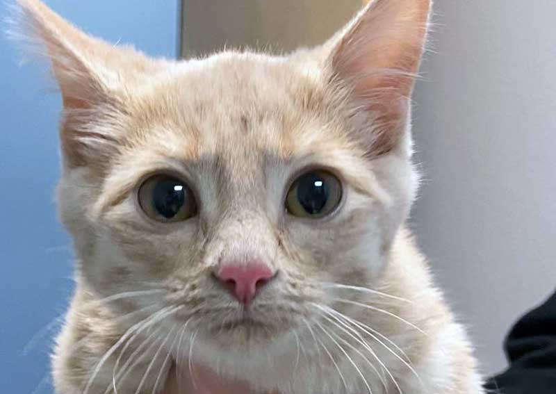 Carousel Slide 4: Cat veterinary care