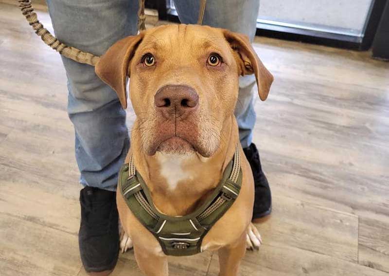 Carousel Slide 6: Dog exams